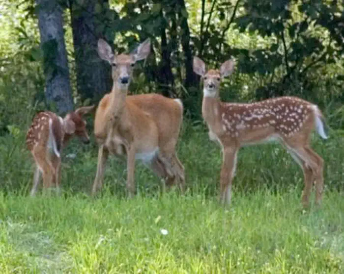 Fort Washington Park — Park has a variety of wildlife