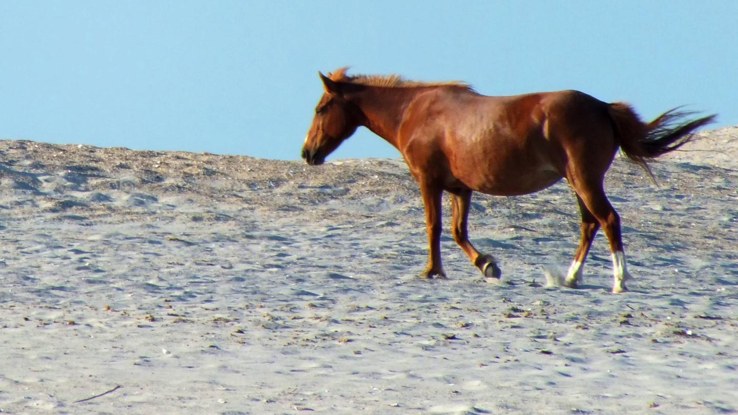 Assateague Island National Seashore