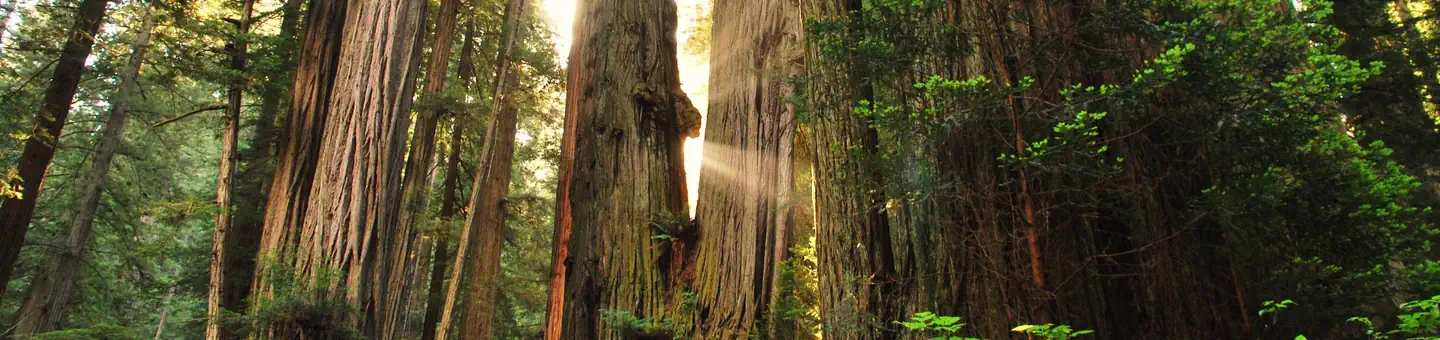 Redwood National and State Parks
