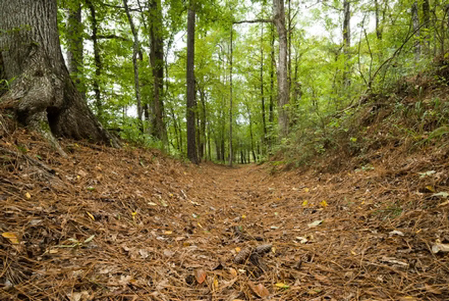 El Camino Real de los Tejas National Historic Trail