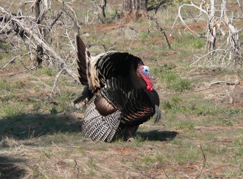 Fort Dupont Park — Wild Turkeys at Fort Dupont