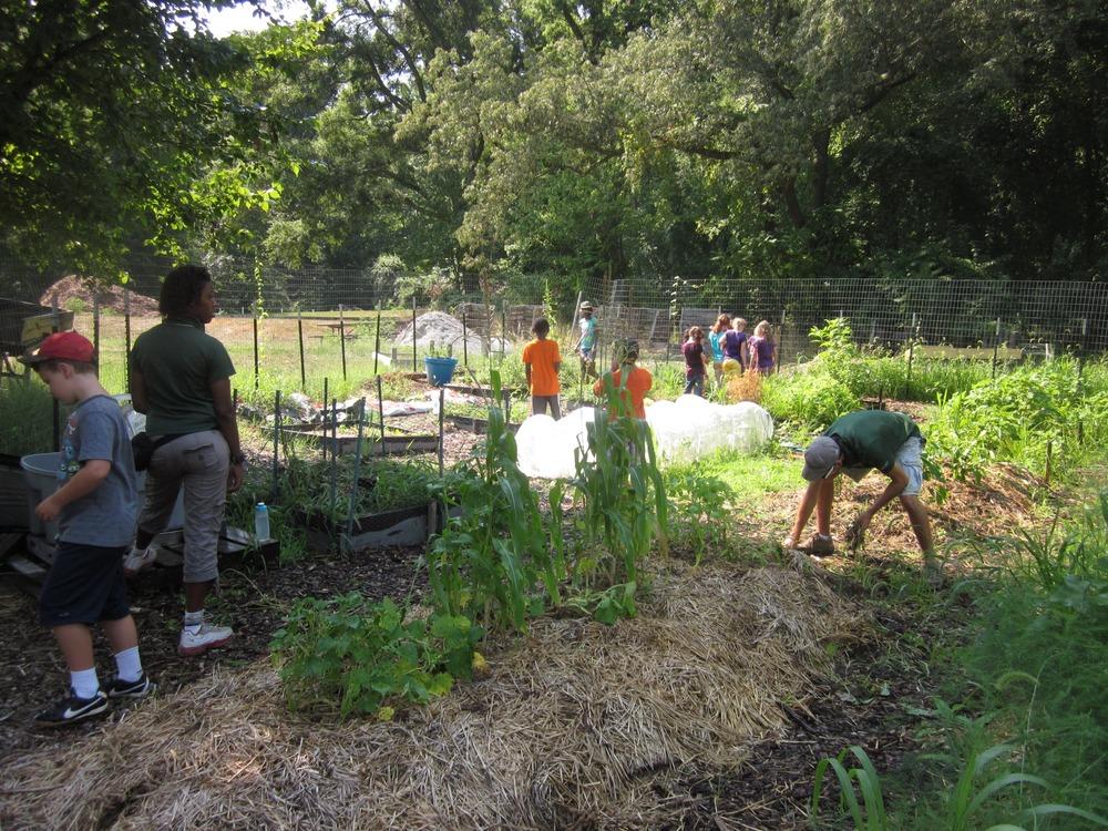 Fort Dupont Park — Fort Dupont Community Gardens