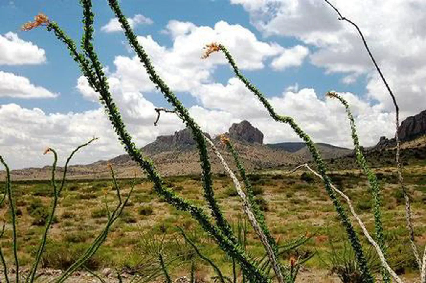 Alamo Hueco Mountains Wilderness Study Area