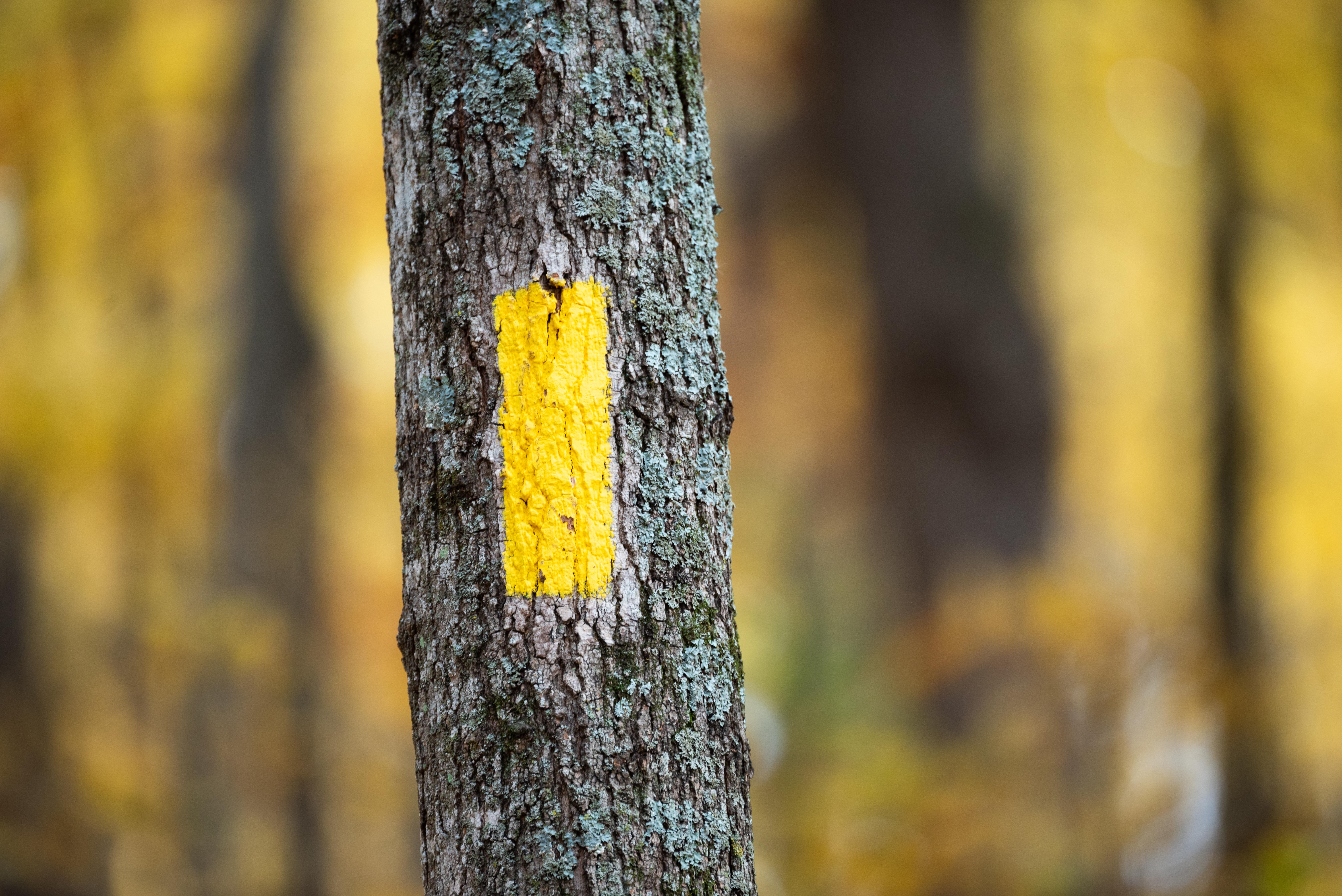 Ice Age National Scenic Trail — Yellow Blaze Marking the Ice Age National Scenic Trail