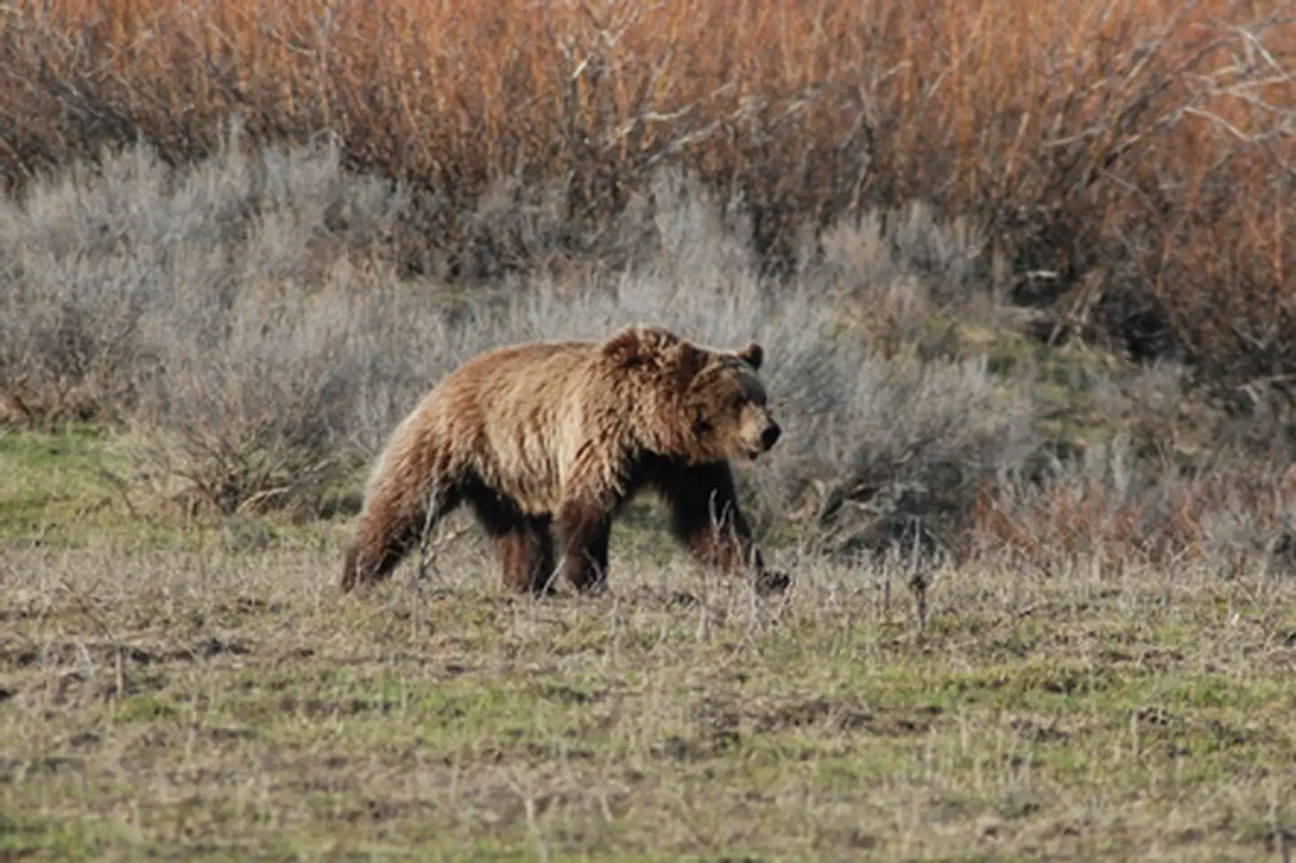 Grand Teton National Park — Grizzly Bear