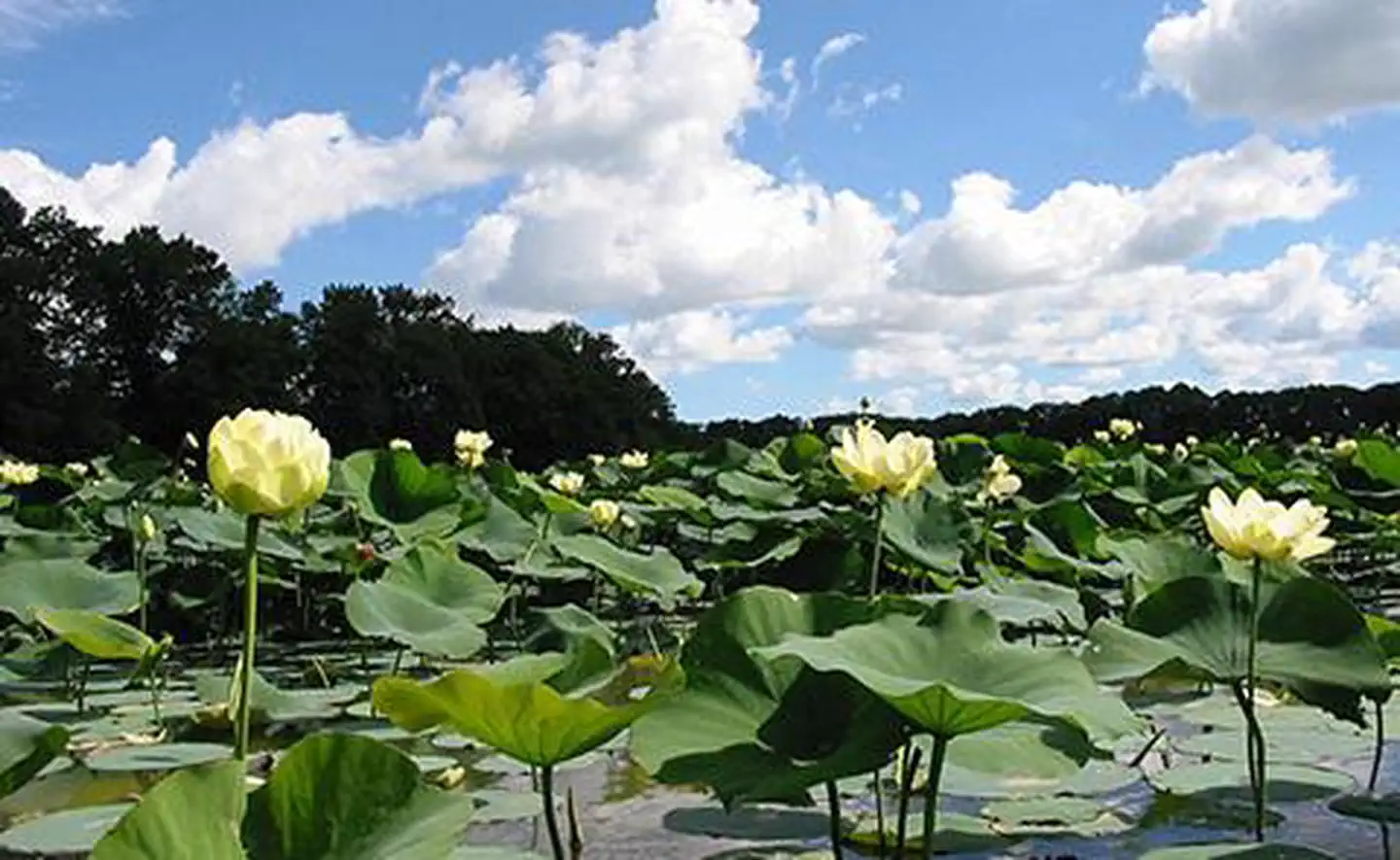 Old Woman Creek National Estuarine Research Reserve — Lotus plants at the Old Woman Creek National Estuarine Research Reserve, Ohio