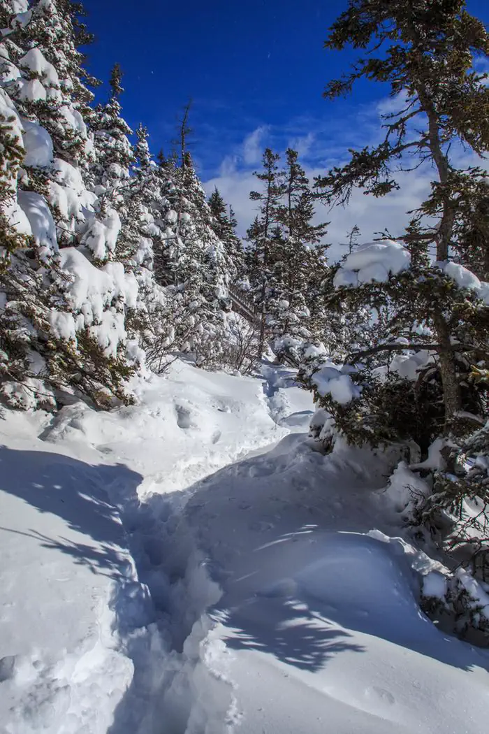 Acadia National Park — Heavy snow-laden trees