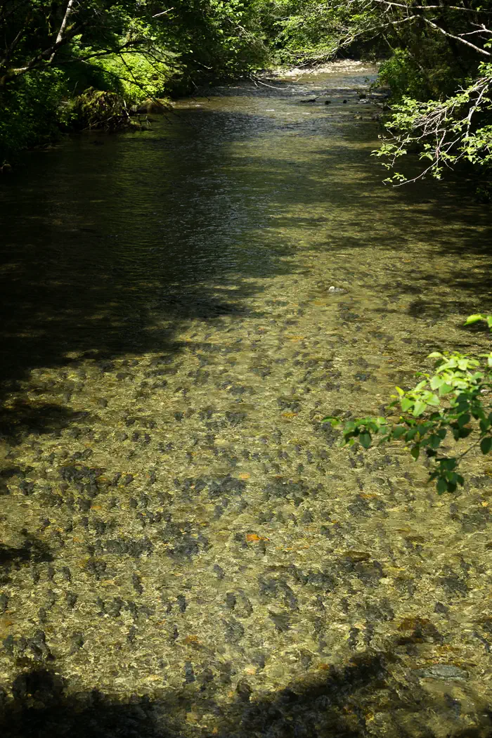 Sitka National Historical Park — Salmon Run