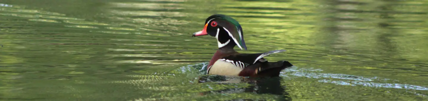 Eufaula National Wildlife Refuge