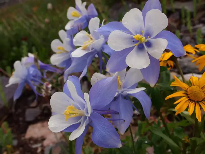 Alpine Loop — Columbine