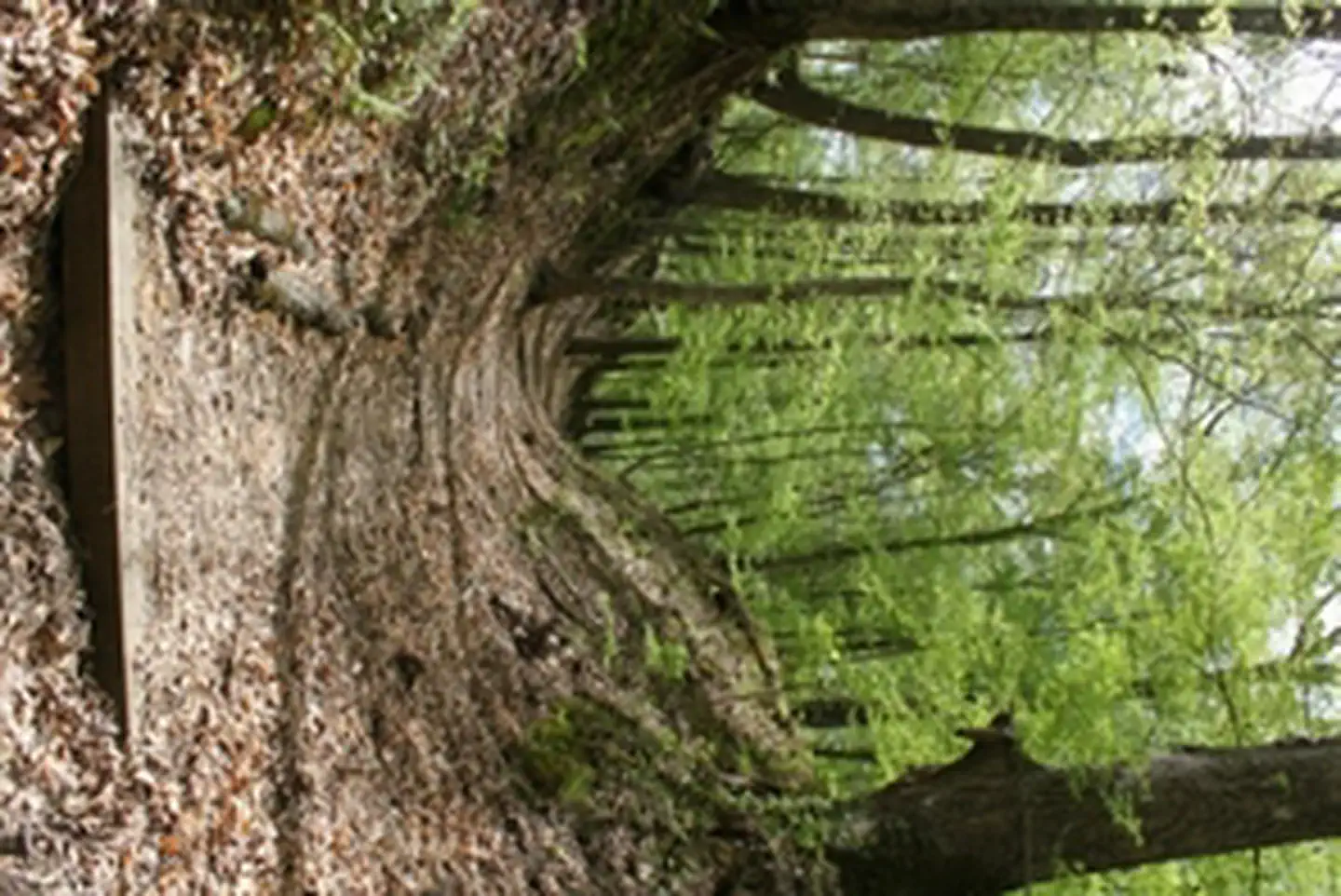 Natchez Trace National Scenic Trail