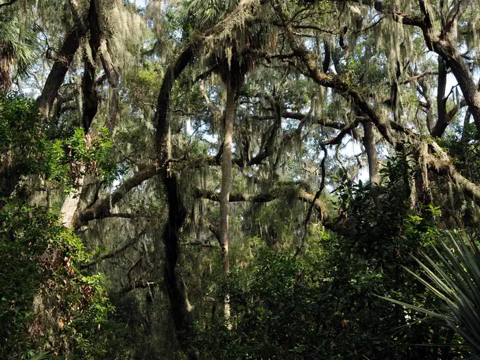 Wassaw National Wildlife Refuge — Wassaw National Wildlife Refuge, GA