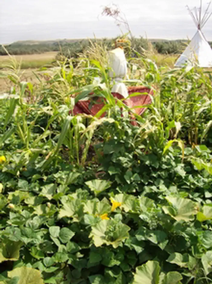 Knife River Indian Villages National Historic Site — Garden