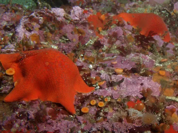 Cordell Bank National Marine Sanctuary — Cordell Bank National Marine Sanctuary