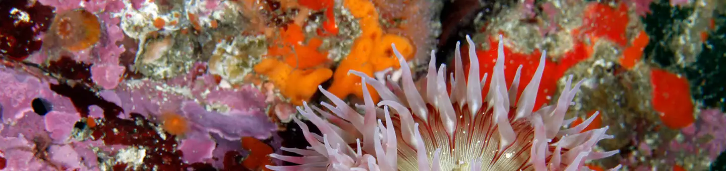 Cordell Bank National Marine Sanctuary