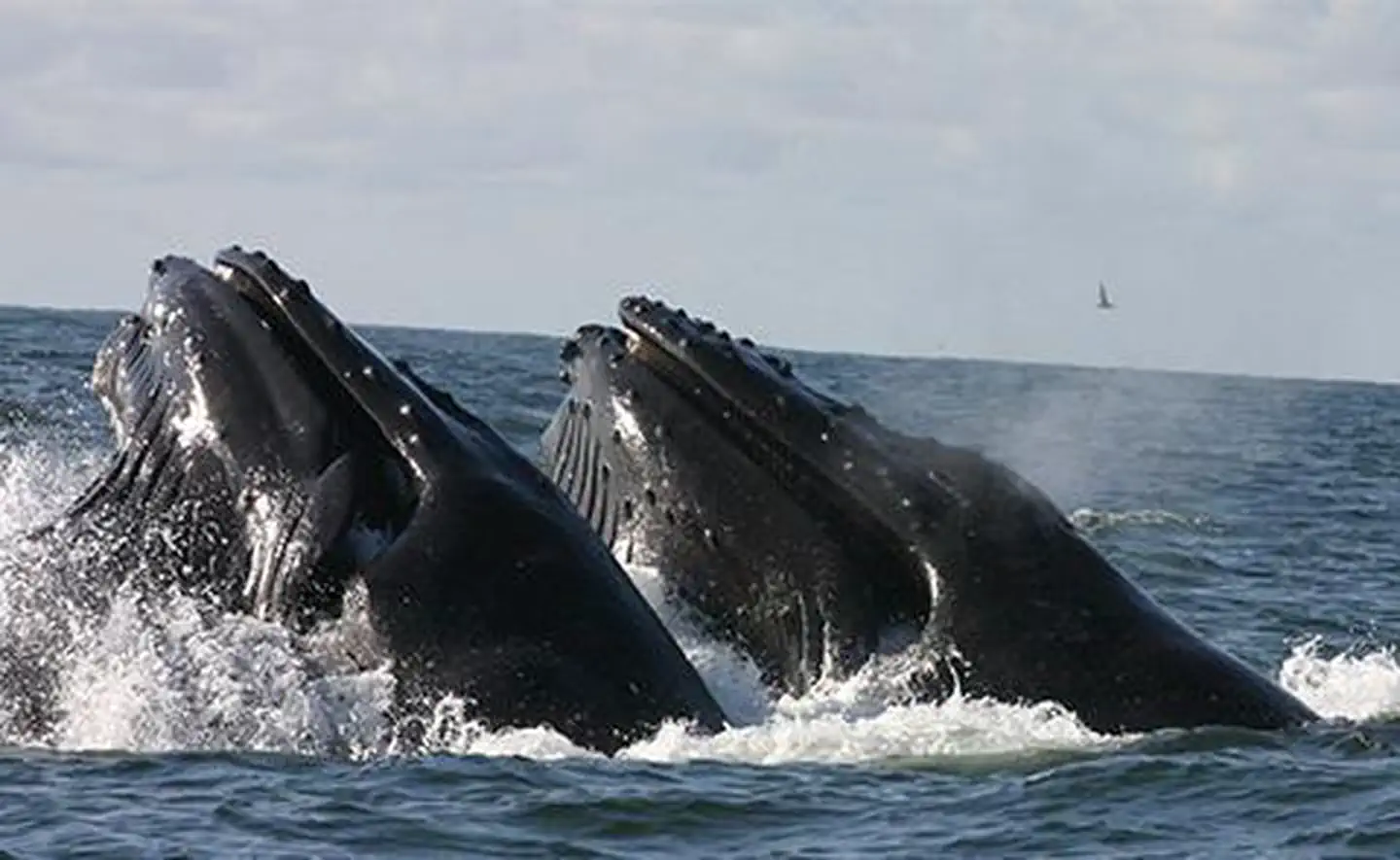 Greater Farallones National Marine Sanctuary — Humpback whales 