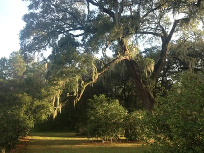 Charles Pinckney National Historic Site — Live Oak