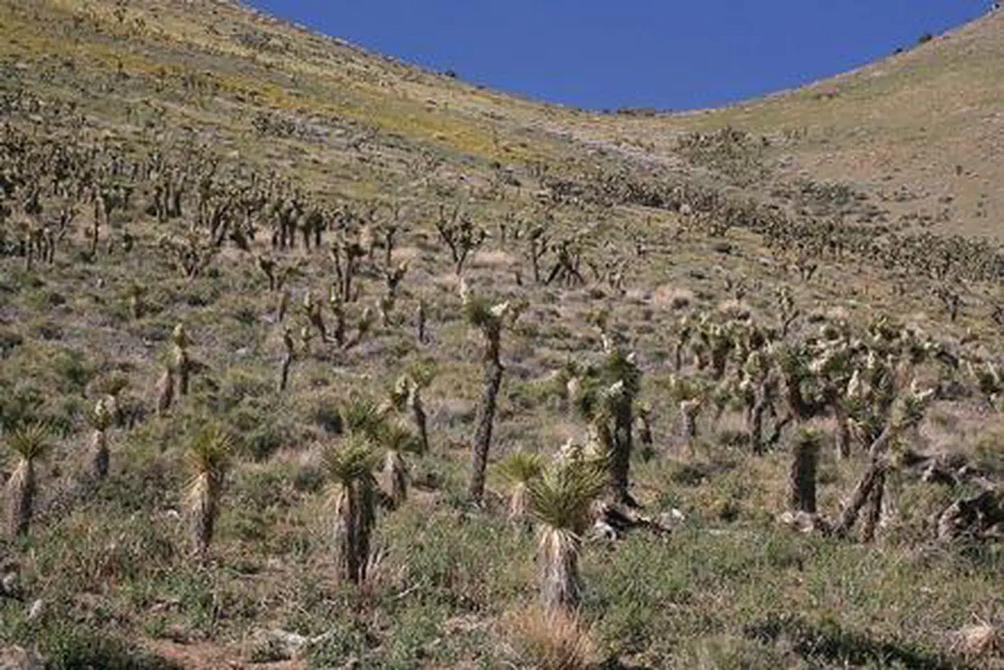 Sacatar Trail Wilderness