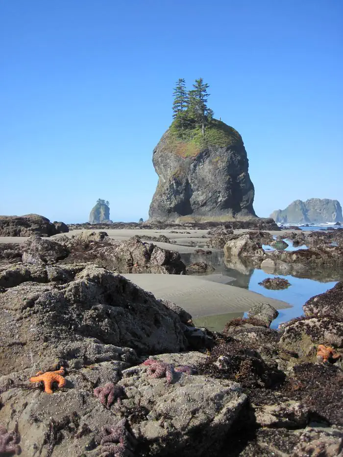 Olympic National Park — Tide Pools of the Olympic Coast