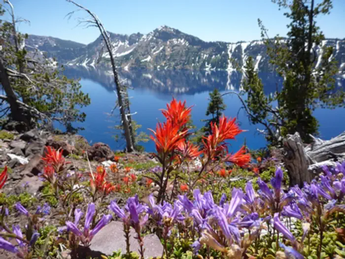 Crater Lake National Park — Wildflowers on Wizard Island