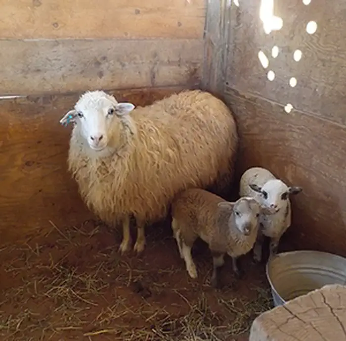 Hubbell Trading Post National Historic Site — Navajo-Churro ewe with lambs