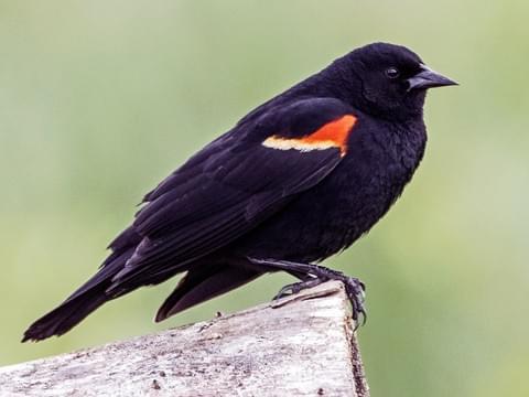 Lake Meredith National Recreation Area — Birding at Lake Meredith