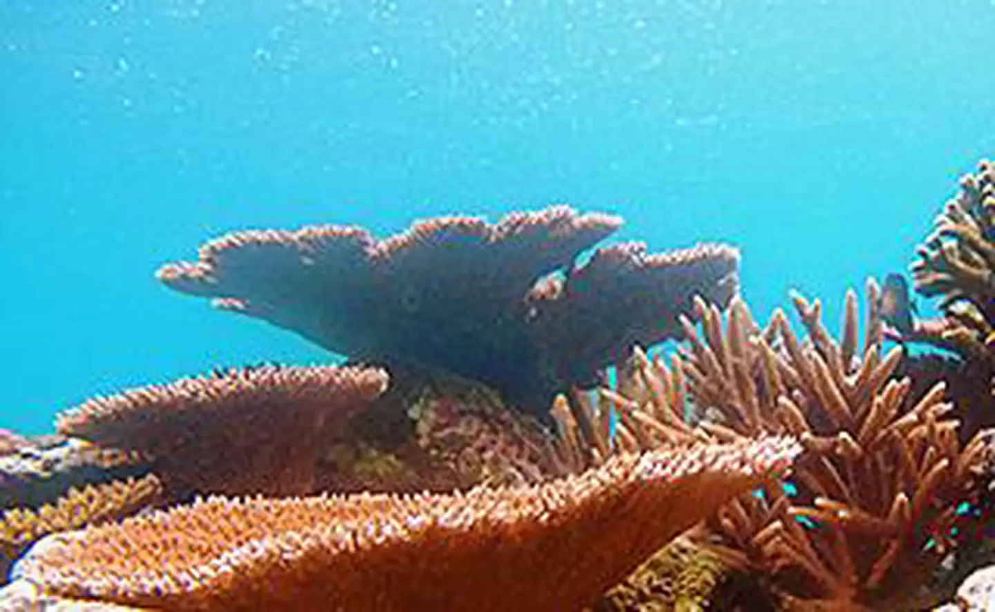 National Marine Sanctuary of American Samoa — Tabletop coral in Fagatele Bay sanctuary unit