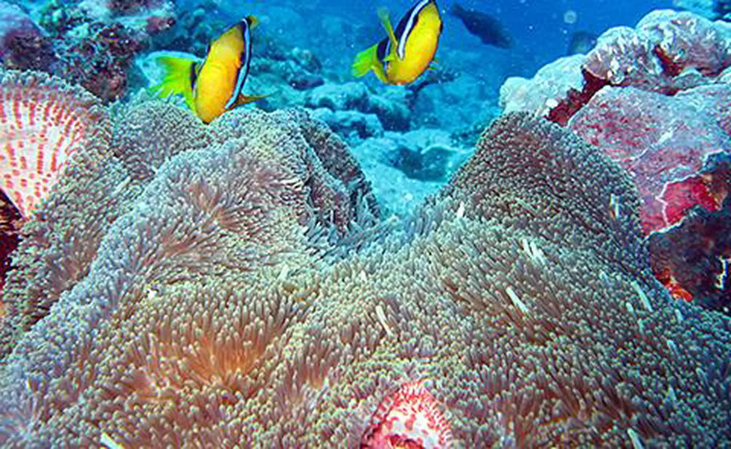 National Marine Sanctuary of American Samoa — Clownfish and anemone off the end of Aunu'u sanctuary unit