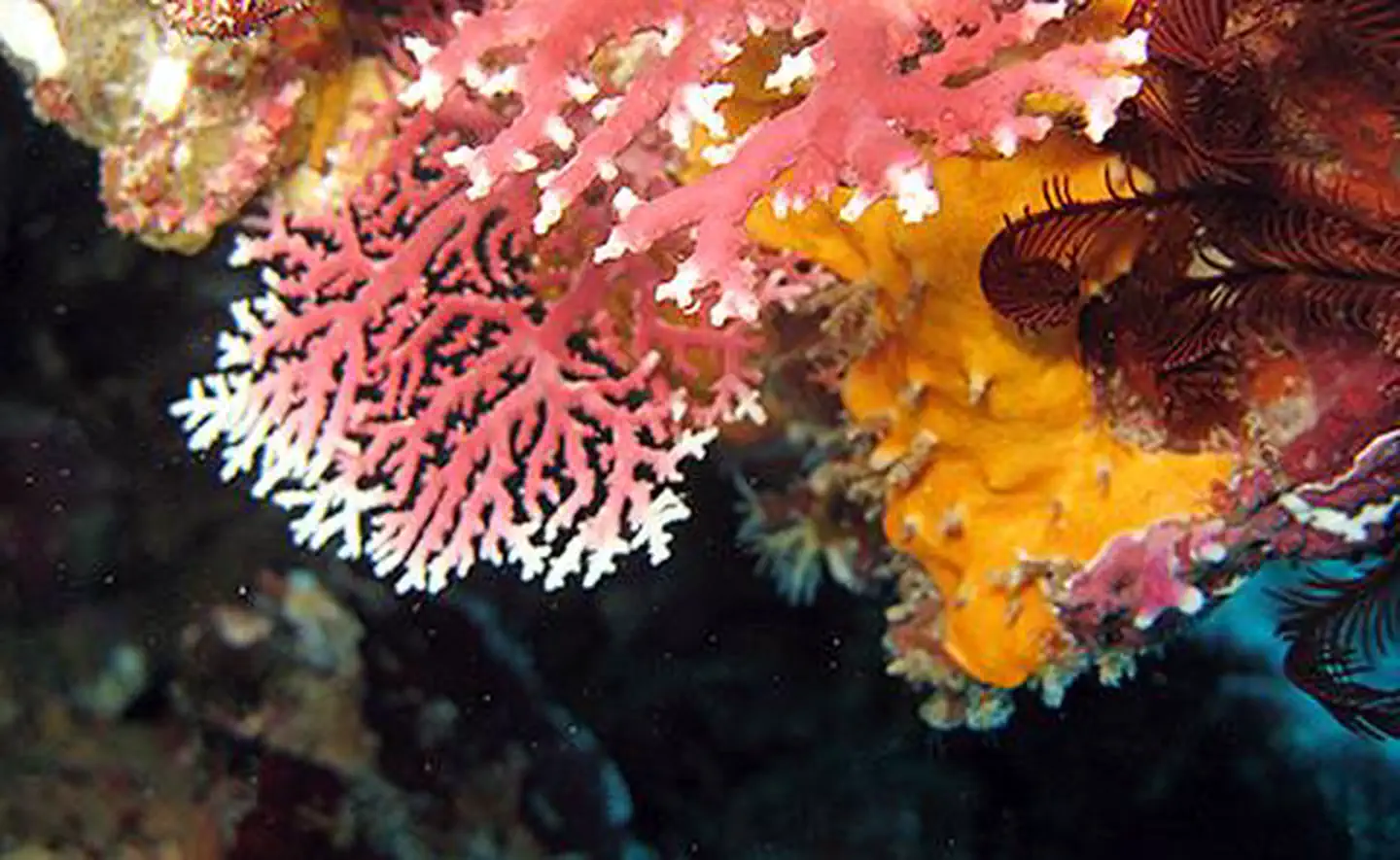 National Marine Sanctuary of American Samoa — Colorful coral in Aunu'u sanctuary unit