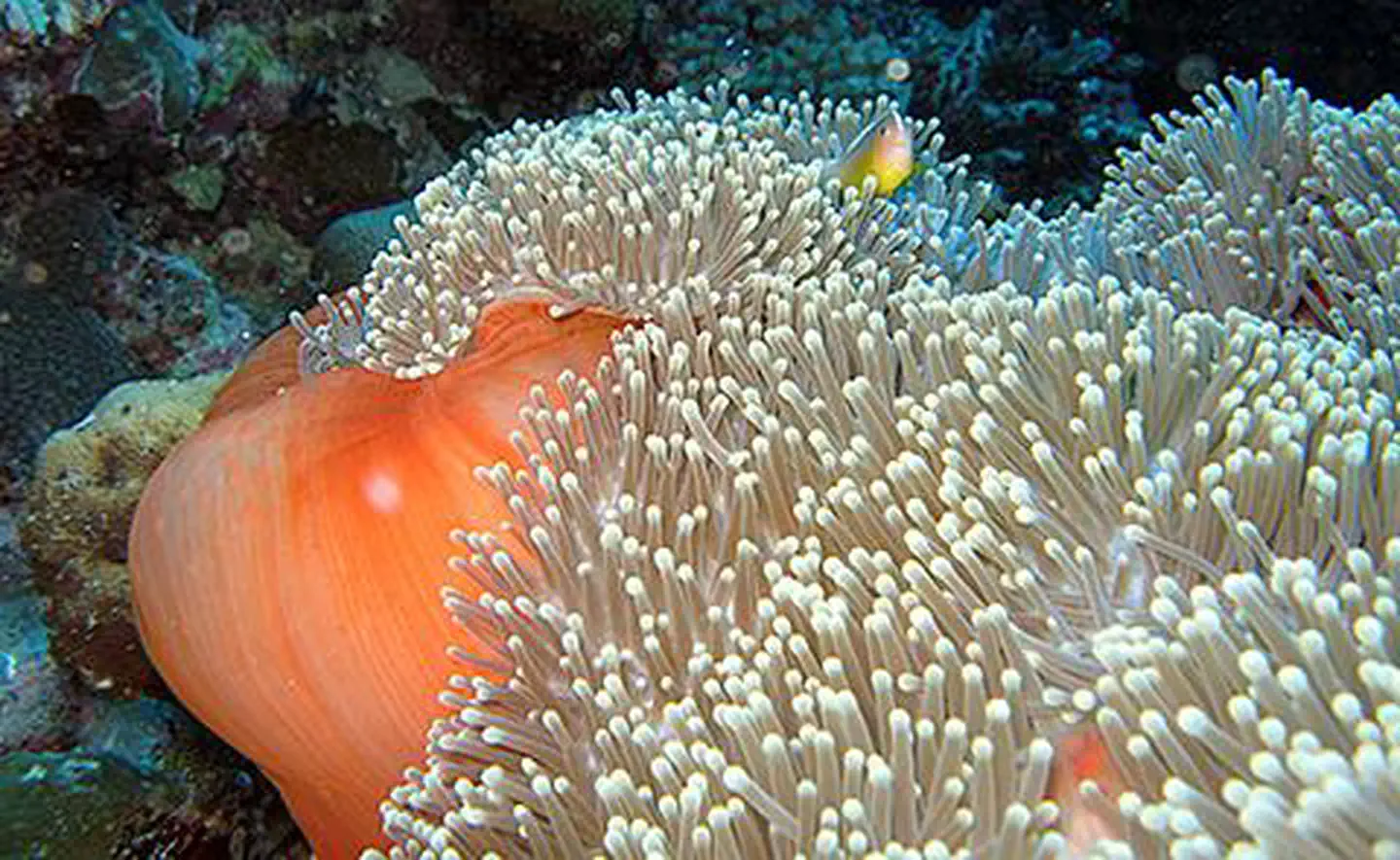 National Marine Sanctuary of American Samoa — Anemone in Aunu'u