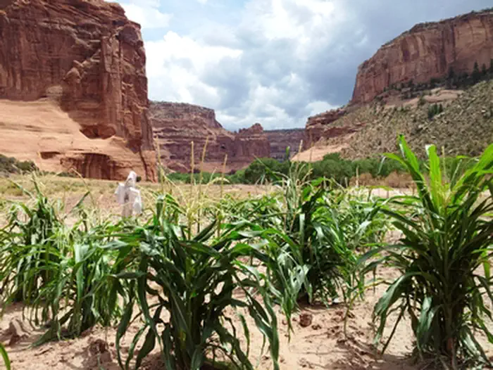 Canyon de Chelly National Monument — Canyon Farm