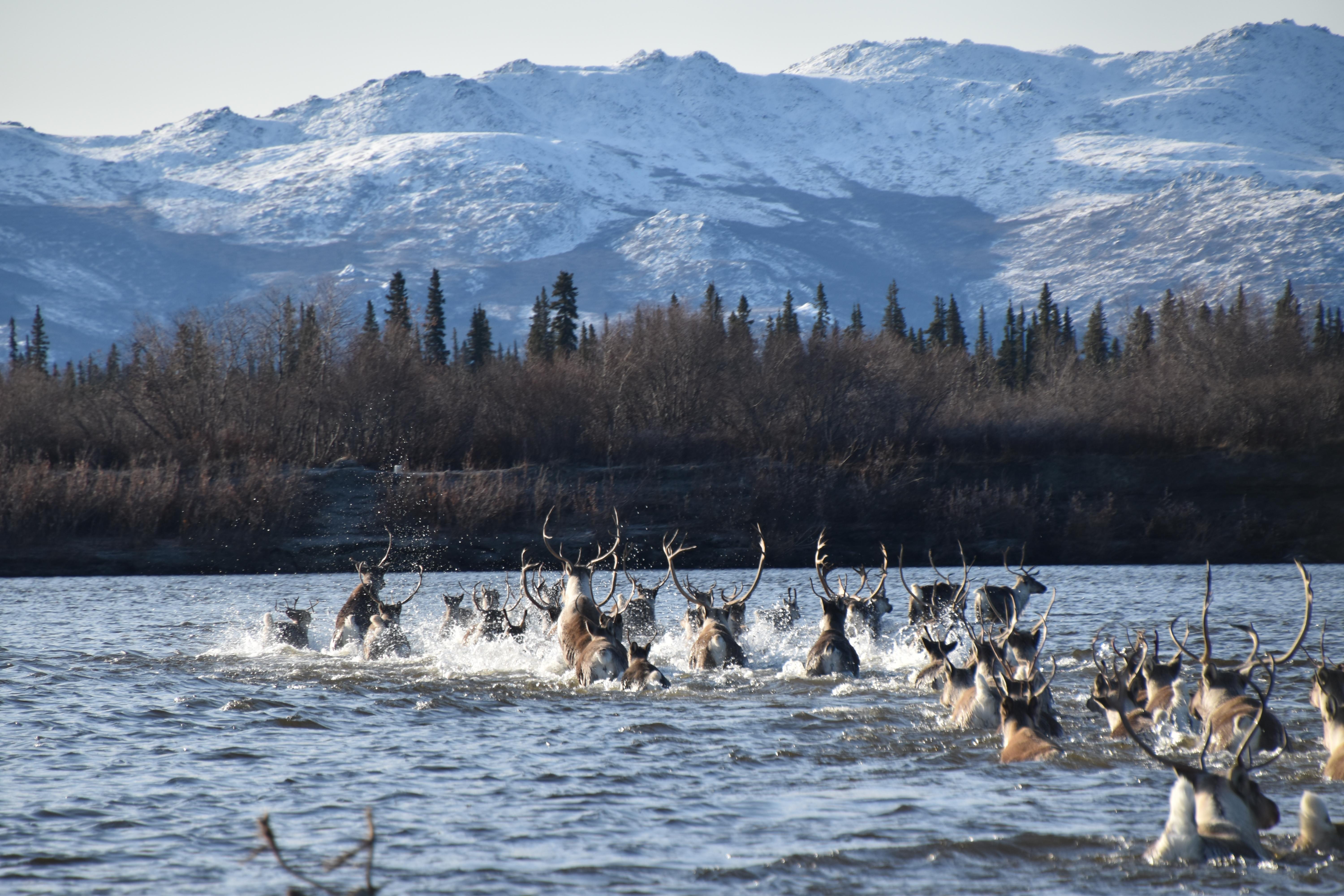 Kobuk Valley National Park — Caribou crossing the Kobuk River