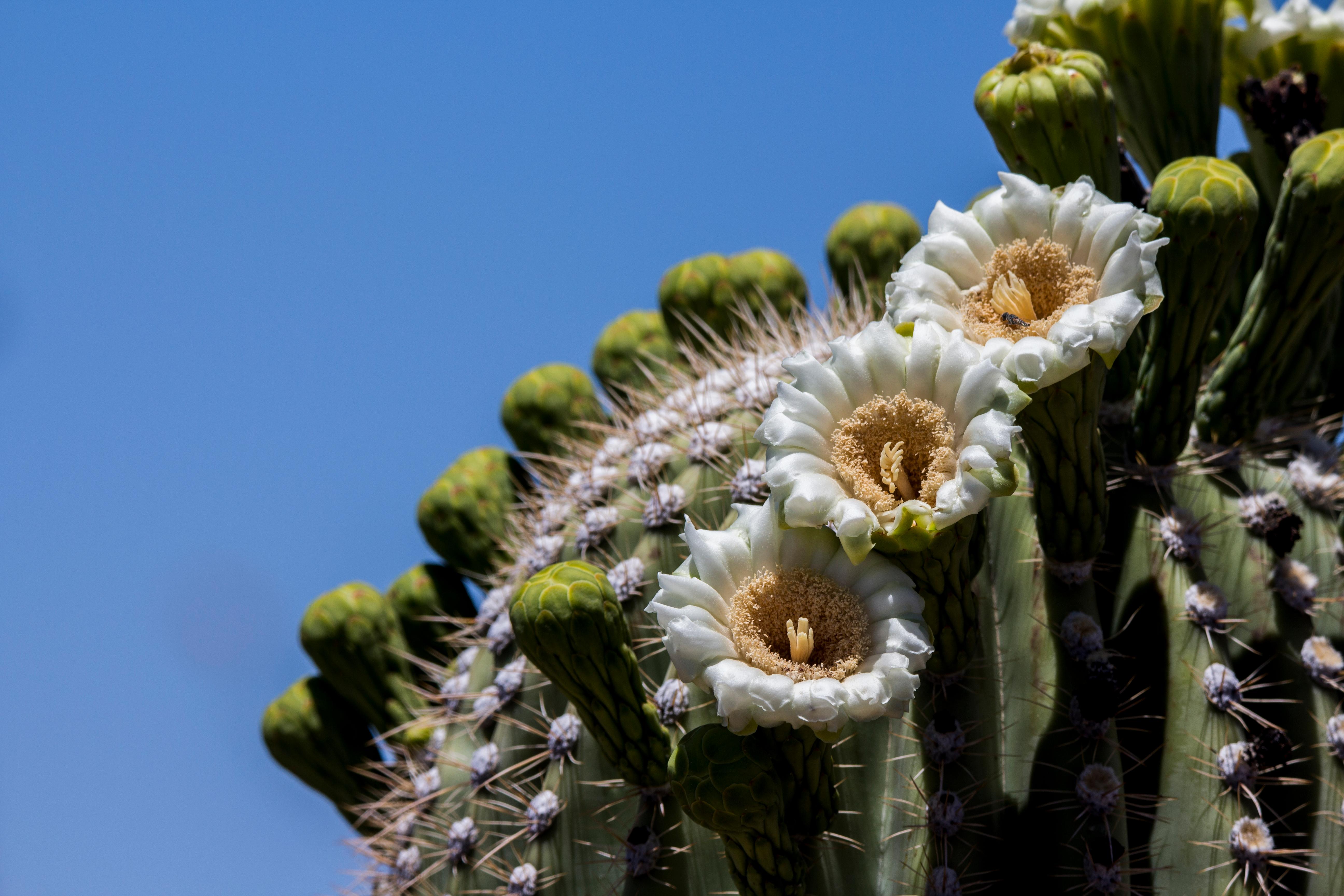 Saguaro National Park — Saguaro Flowers