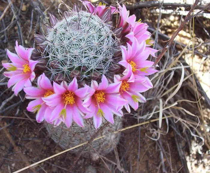 Saguaro National Park — Flowering Fishhook Pincushion Cactus