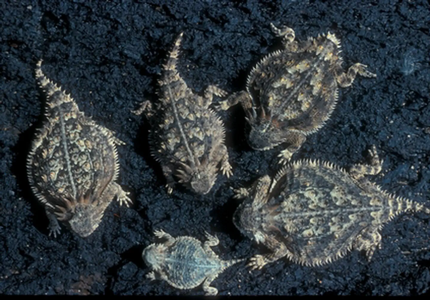 Saguaro National Park — Group of Regal Horned Lizards