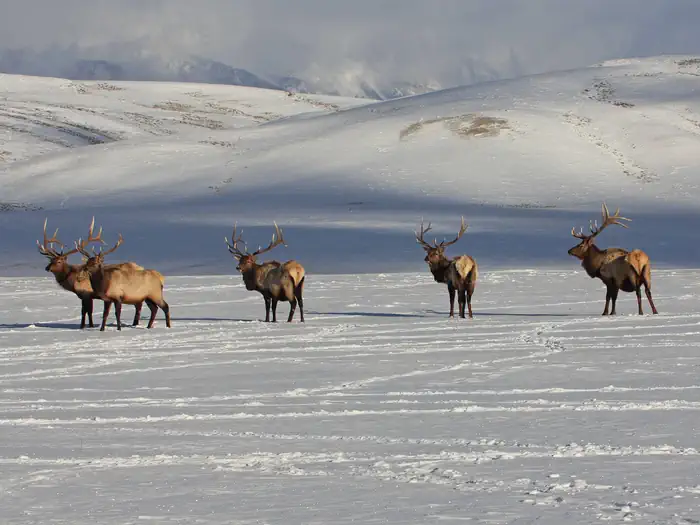 National Elk Refuge — National Elk Refuge, Wyoming