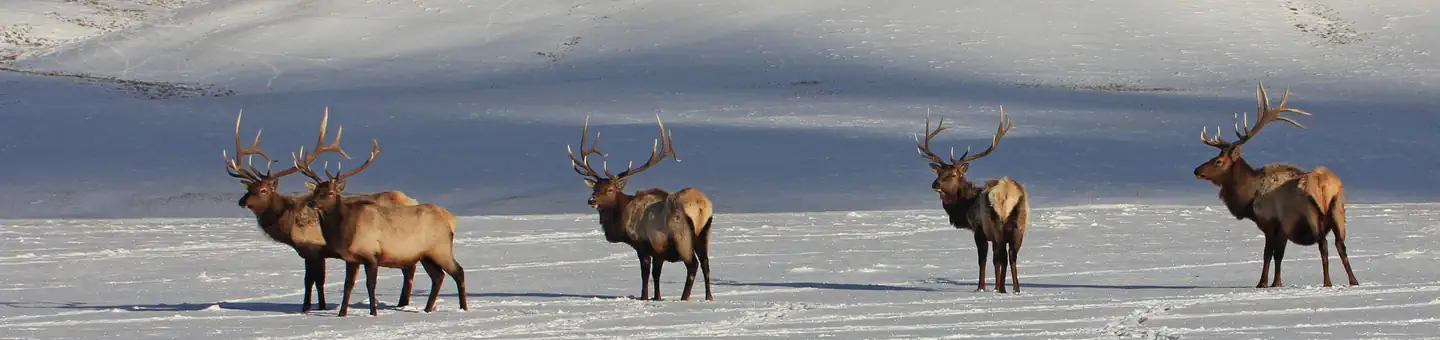 National Elk Refuge