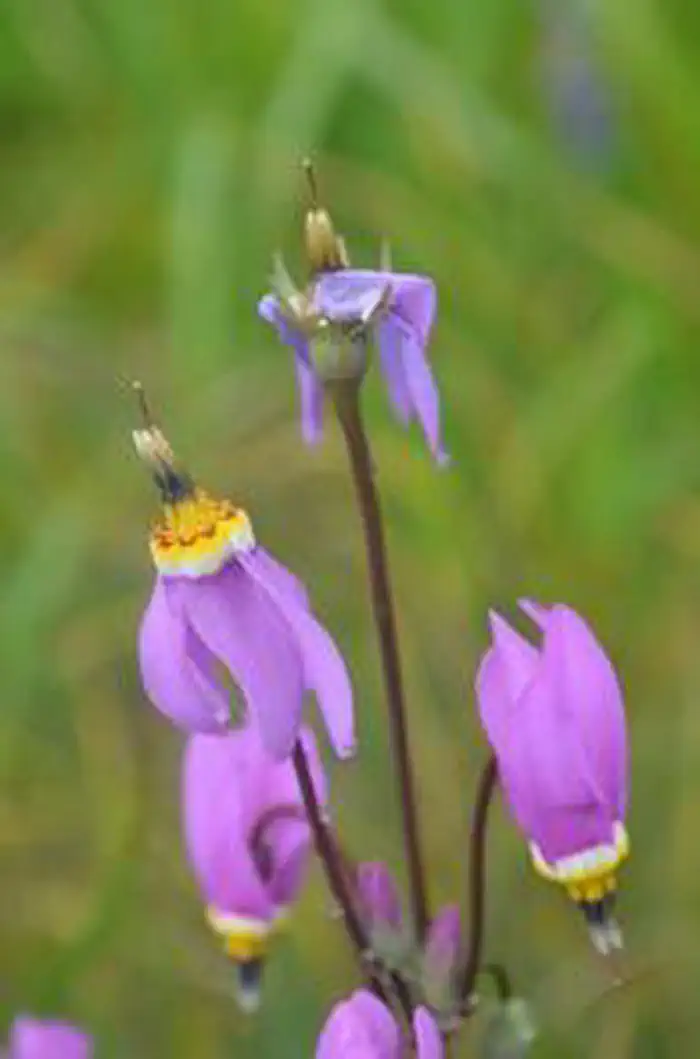 Turn Point — flower