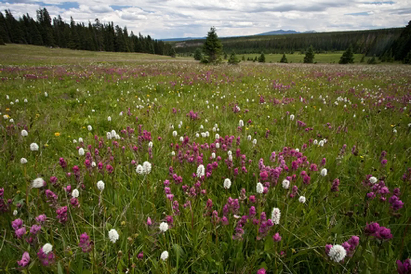 Powderhorn Wilderness Area