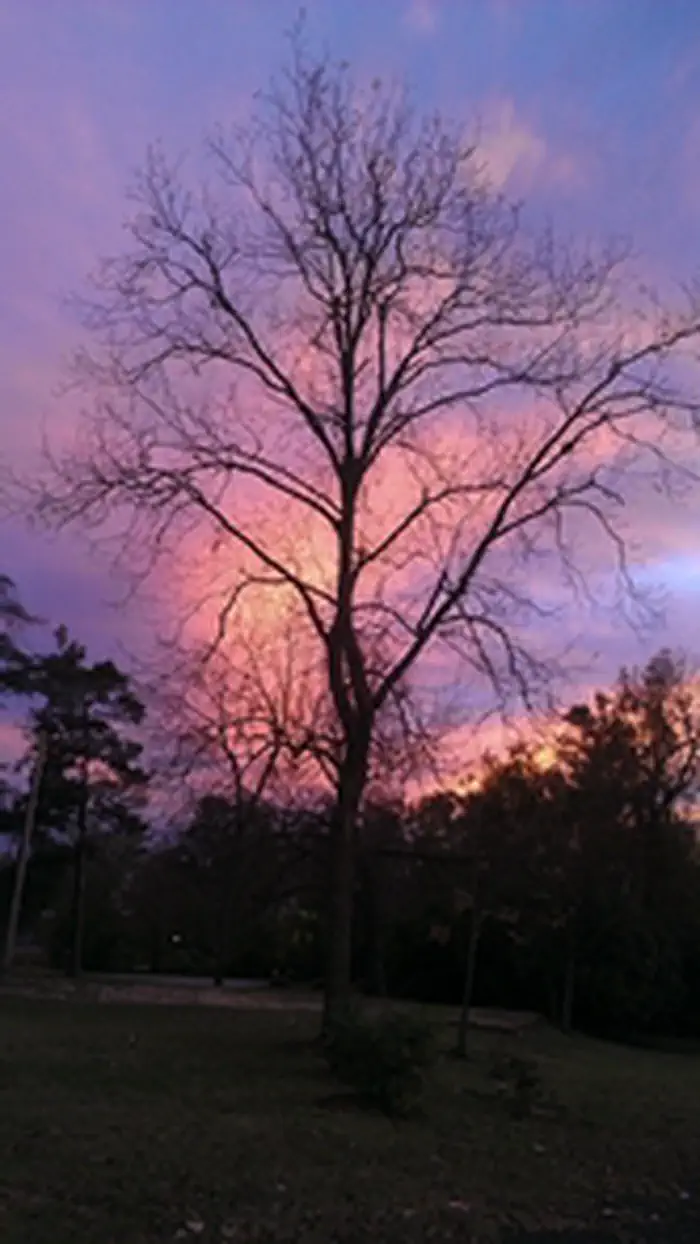 Tuskegee Institute National Historic Site — Sunset Over The Oaks