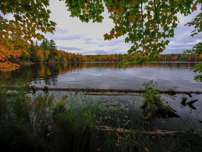 Ottawa National Forest — Taylor Lake shoreline