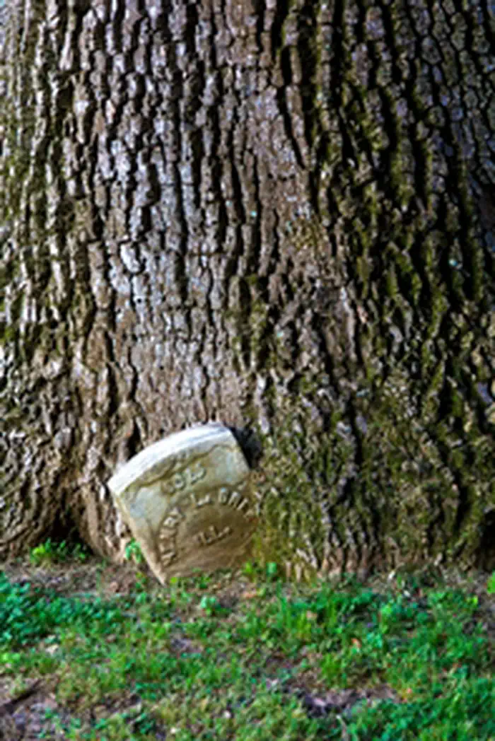 Vicksburg National Military Park — Headstone in Tree
