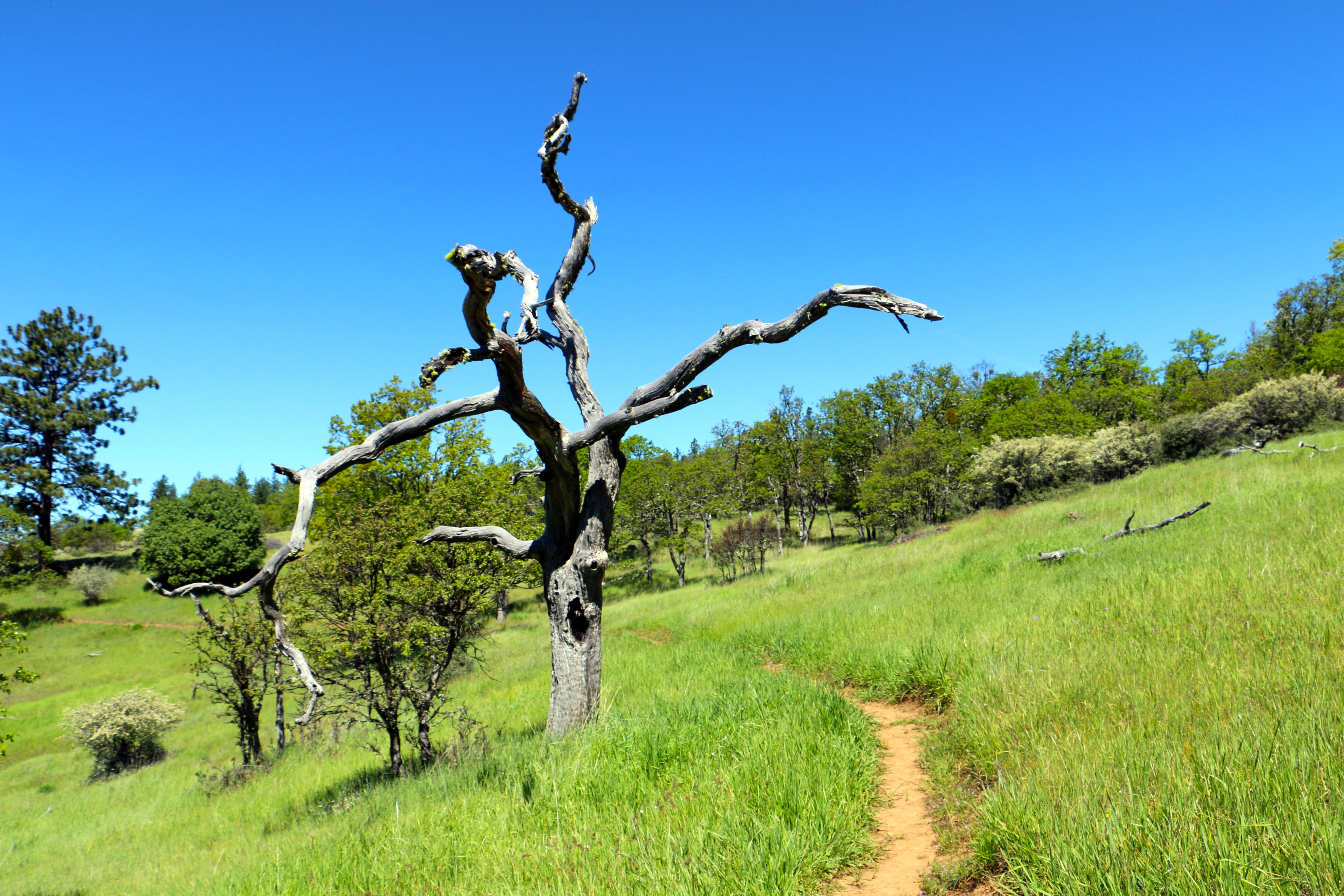 East Applegate Ridge Trail