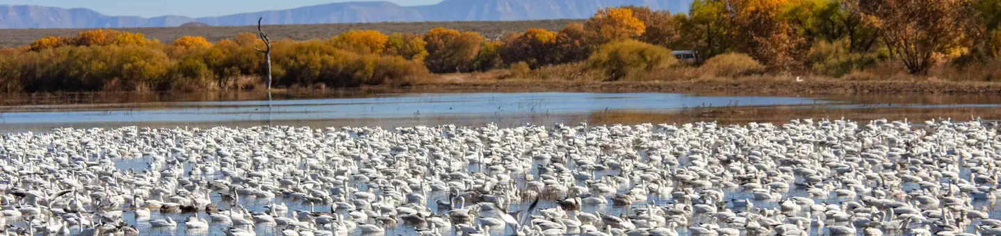 Bosque del Apache National Wildlife Refuge