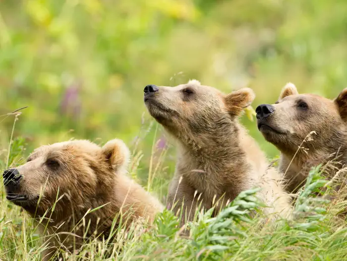 Kodiak National Wildlife Refuge — Kodiak National Wildlife Refuge