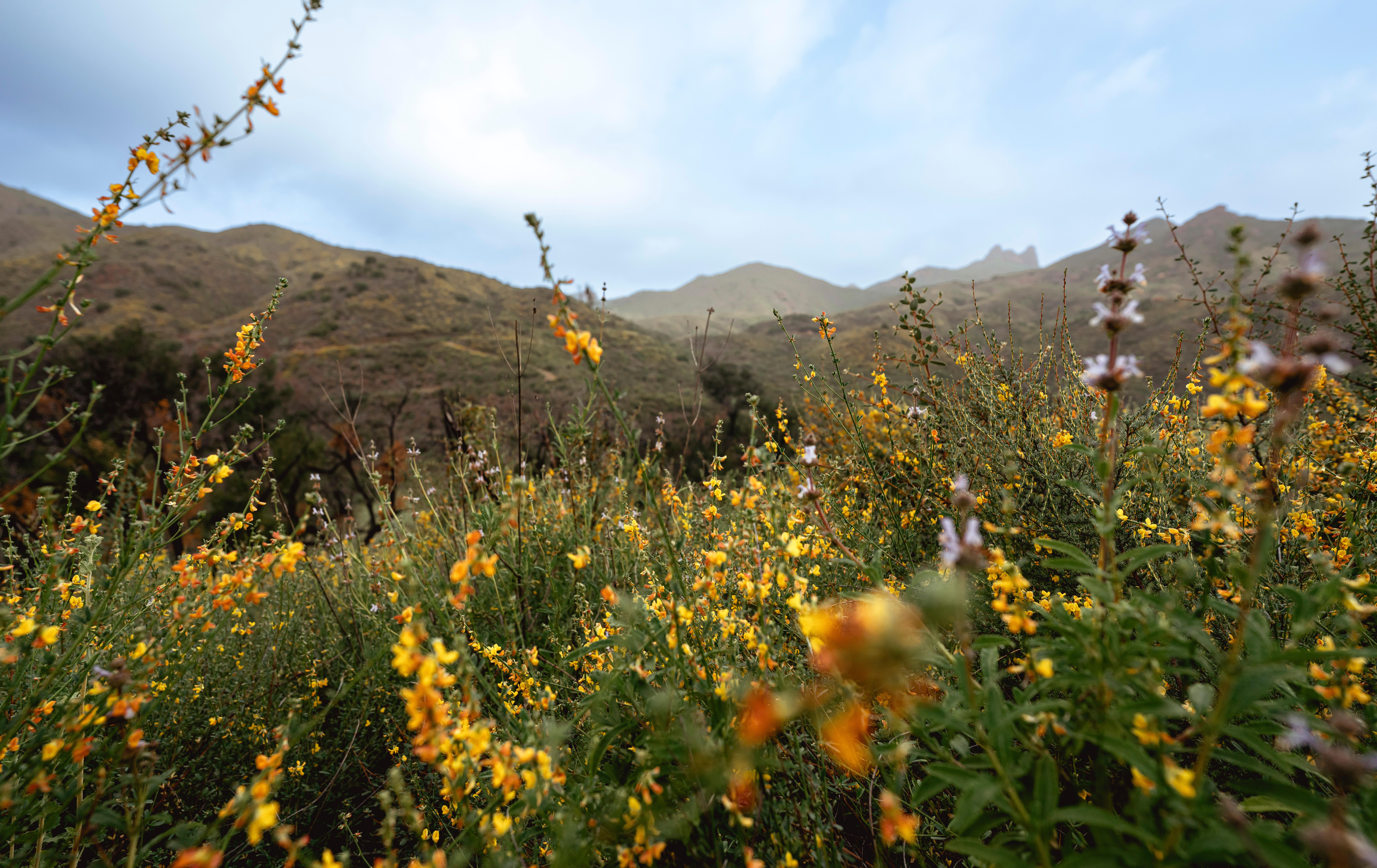 Santa Monica Mountains National Recreation Area — Zuma Canyon in Spring