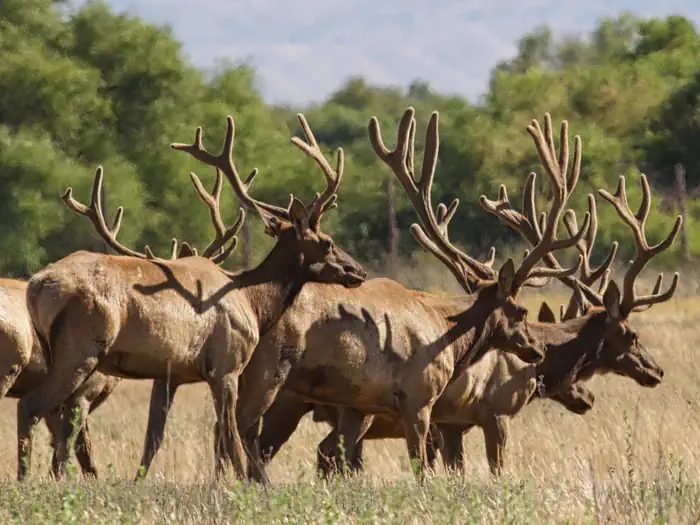 San Luis National Wildlife Refuge — San Luis National Wildlife Refuge