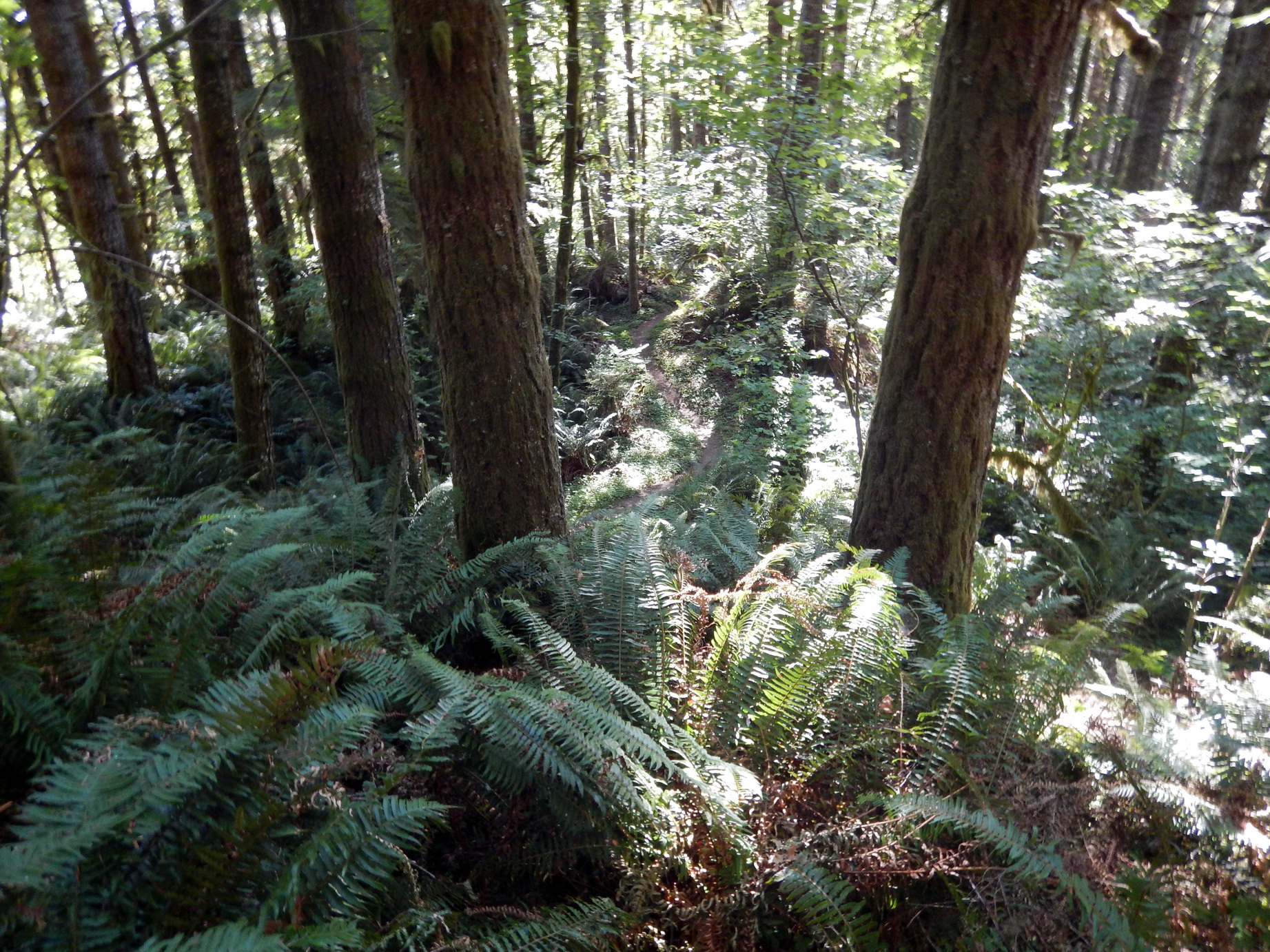 Old Growth Ridge National Recreation Trail