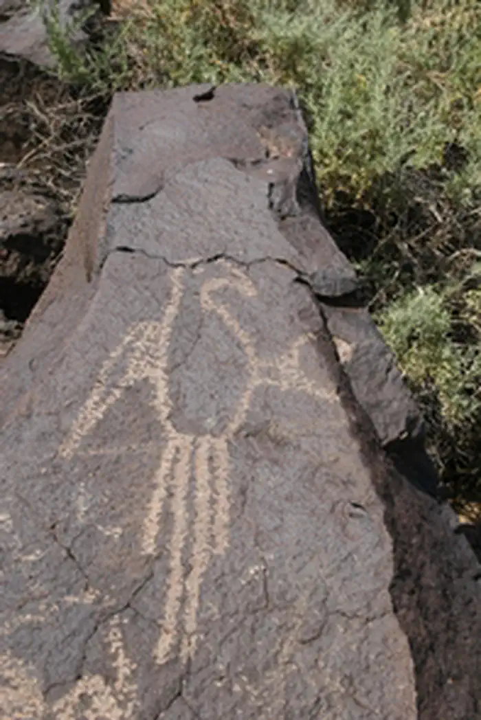 Petroglyph National Monument — Macaw petroglyph