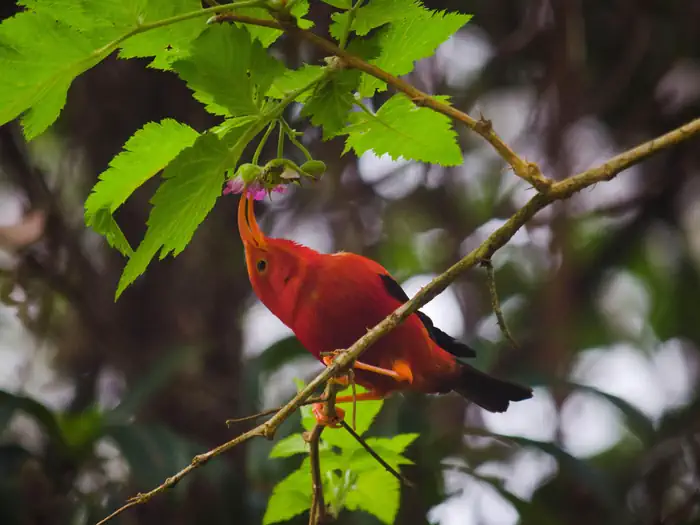 Hakalau Forest National Wildlife Refuge — Hakalau Forest National Wildlife Refuge